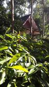 Hotel Khao Sok Holiday Resort