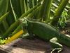 Bed & Breakfast Villa Cajou (Chambre D'h�tes Chez L'habitant)