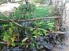 Pathum Homestay