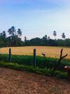 The Green View Yala