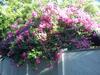 Ameena Homestay