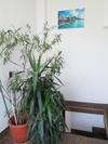 Joe Hostel
