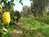 Agroturismo Luna&limoni Country