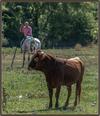 Bed & Breakfast Chambres D'h�tes Au Mas Du Sire