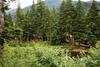 Mount Hood Village Premium Yurt 3