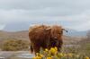 Aultbea Lodges