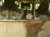 Hotel Shaman Lodge
