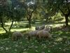 Agroturismo Algaba De Ronda