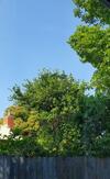 Abelia Cottages Botanical