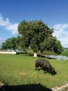 Agroturismo Pousada Marajoara