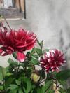 Hostal Guest House Pangani