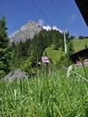 Apartamento Ferienwohnung Chalet Bergblume
