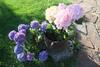 Bed & Breakfast Pension Alpenhof