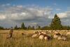 Hostal Landgasthof Gilsbach