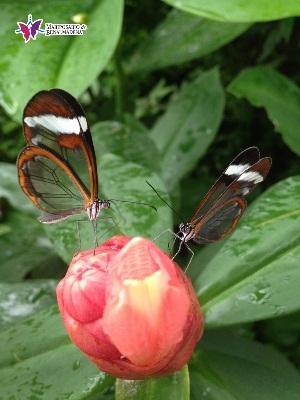Mariposario de Benalmádena - Butterfly Park