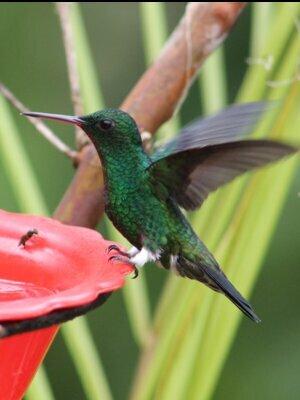 Observación de colibríes 
