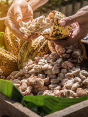Tour sobre el cacao en Minca